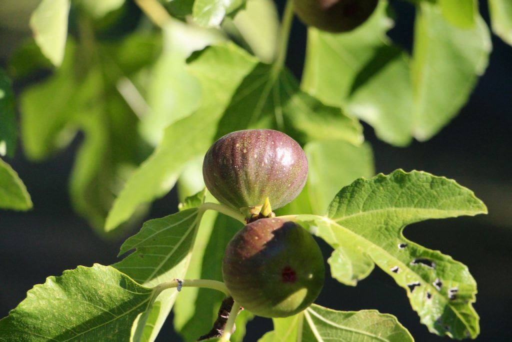 La Tarte aux Figues fraîches